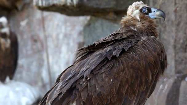 Schwarzer Geier sitzt auf Felsen — Stockvideo