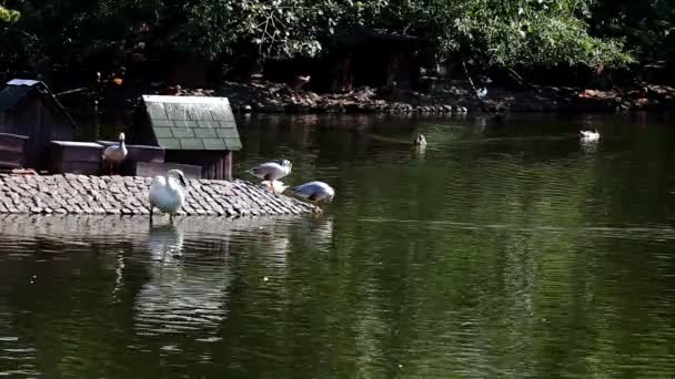 Las aves nadan alrededor de la casa en el zoológico — Vídeo de stock