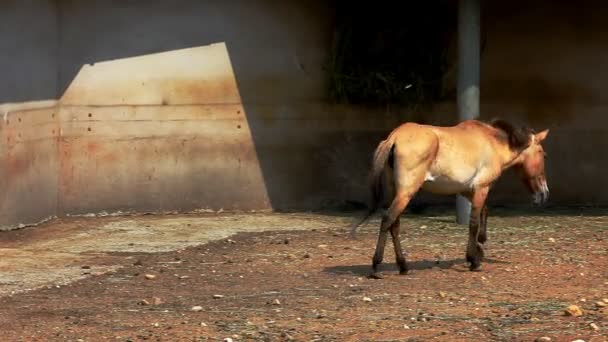 Small horse walk in zoo — Stock Video