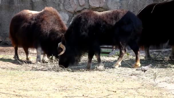 Alimentos para bois de almíscar no jardim zoológico - Ovibos moschatus — Vídeo de Stock