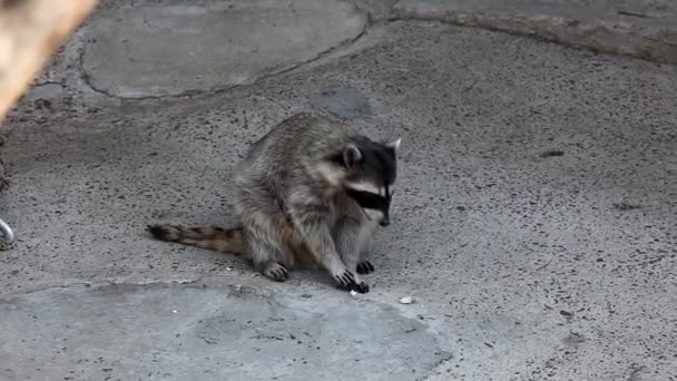 Raccoon in zoo walk and feed — Stock Video