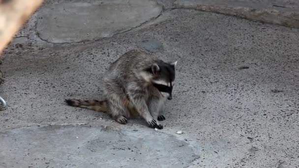 Mapache en el zoológico a pie y alimentar — Vídeos de Stock