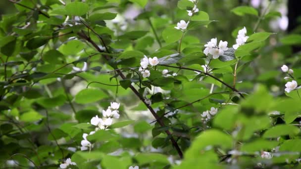 Fleurs de fleur de pomme 
