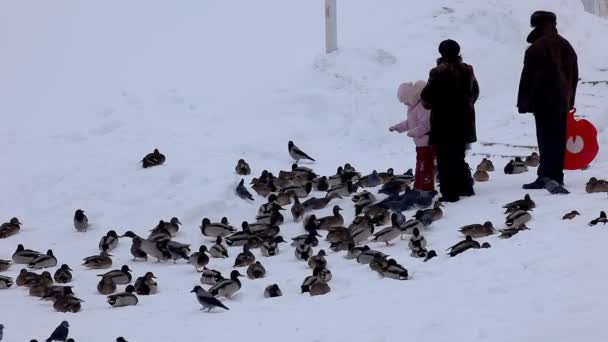 Family feed anatra parco invernale — Video Stock
