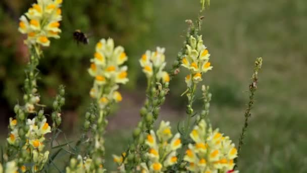 Antirrhinum majus y abejorro vuelan — Vídeo de stock