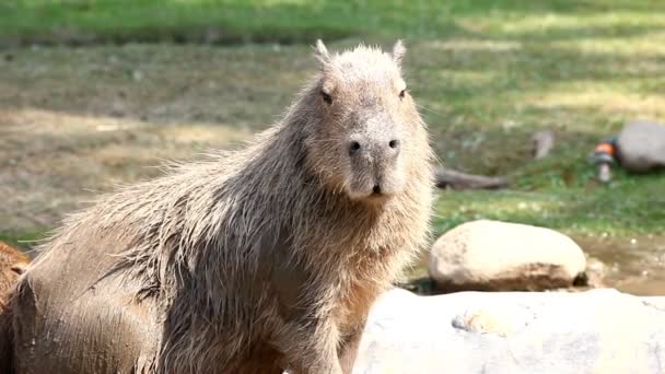 Capibara в зоопарке - Hydrochoerus hydrochaeris — стоковое видео