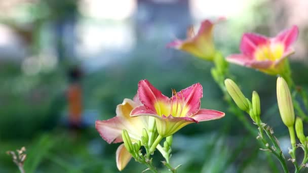 Спринклер в саду наливають квітку — стокове відео