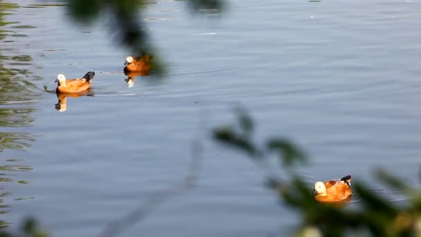 Мандаринская утка скользит в пруду — стоковое видео