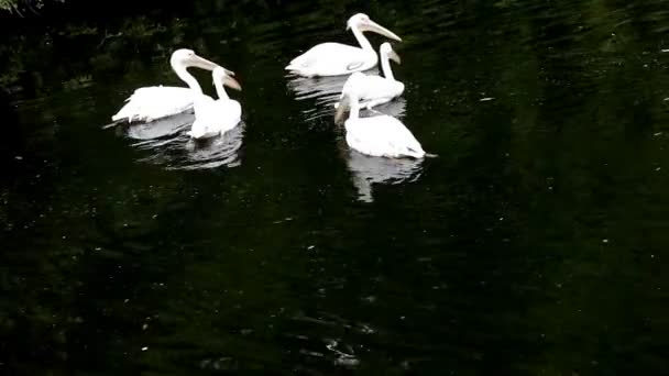 Группа пеликанов в ряд — стоковое видео