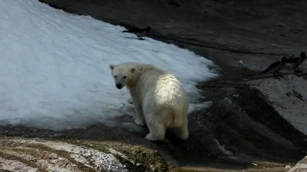 Bílý medvěd jíst sníh v zoo — Stock video