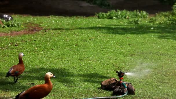 Aspersor na grama e passeio de pato no zoológico — Vídeo de Stock