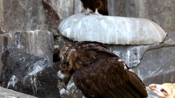 Couple de vautour noir assis sur le rocher — Video