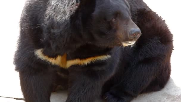 Urso do Himalaia se senta e lambe — Vídeo de Stock