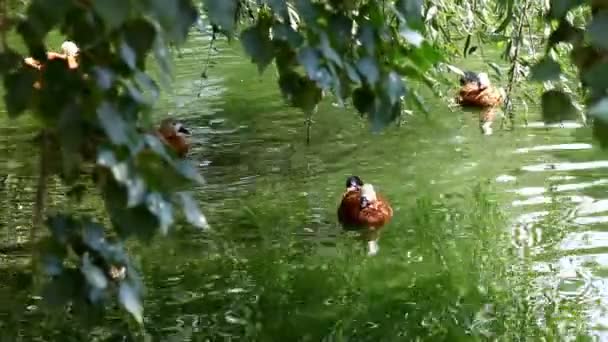 Mandarin Duck on ground close-up clear himself — Stock Video