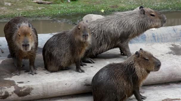 Capibara en zoológico - Hydrochoerus hydrochaeris — Vídeos de Stock