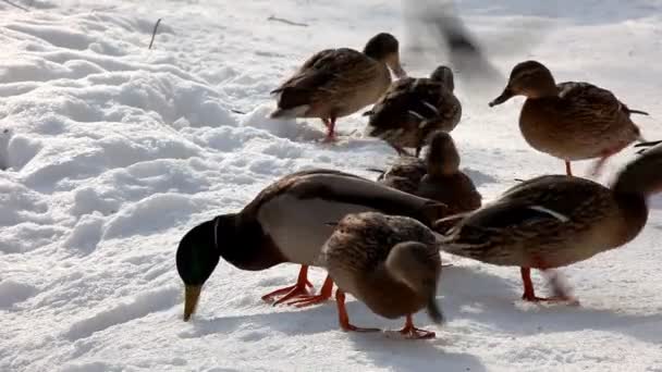 Patos caminan sobre la nieve — Vídeos de Stock