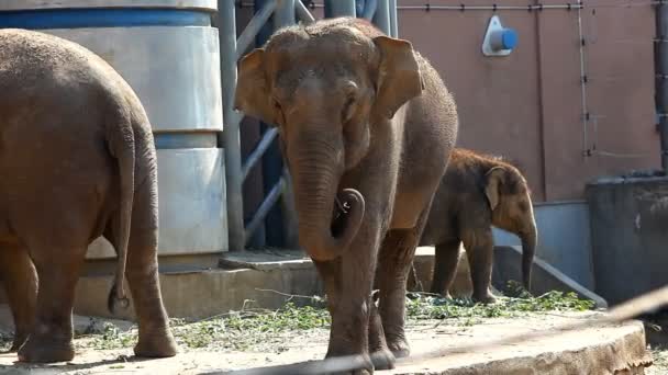 Famille d'aliments pour éléphants dans le zoo — Video