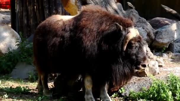 Musk ox stand near stone in zoo — Stock Video