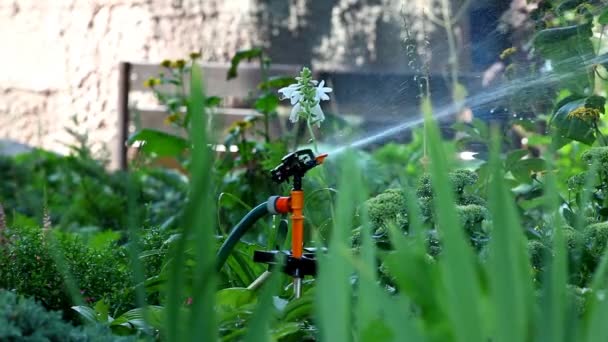 Aspersor verter hierba - centrarse en la hierba — Vídeos de Stock