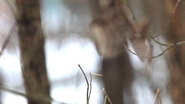 Focus sur la feuille seule dans le parc d'hiver 