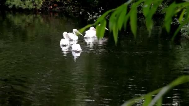 動物園の池に巣でペリカン — ストック動画