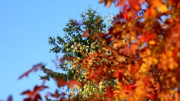 Focus on mountain ash and rowan — Stock Video