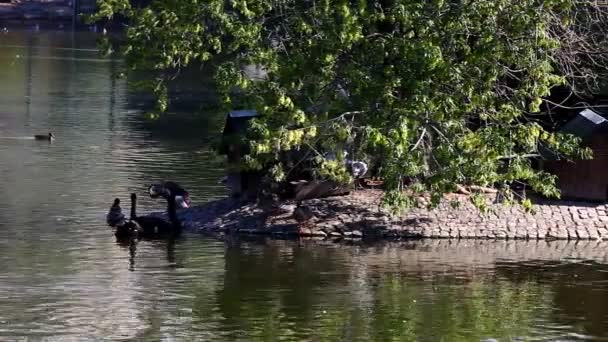 Panorama no lago e pássaros na ilha — Vídeo de Stock