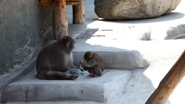 Monkey barn ta en flaska — Stockvideo