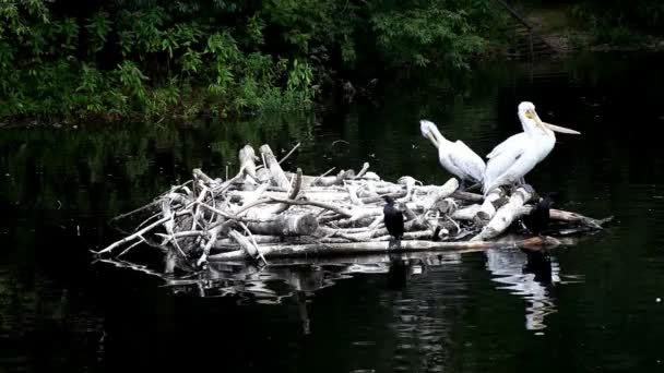 Пеликан в гнезде на зоопруде — стоковое видео