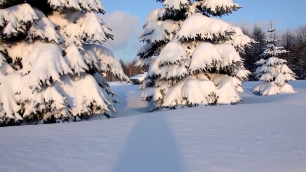 Pan op Spar onder sneeuw en tank bij zonsondergang in de winter — Stockvideo