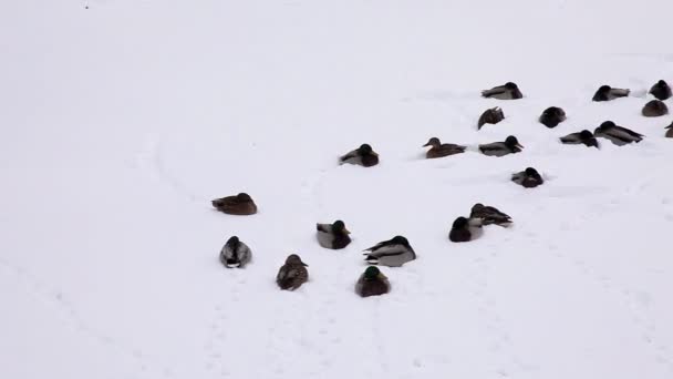Pan sur les canards assis sur la neige 