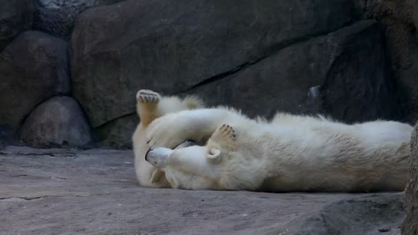 Giocare cucciolo di orso nello zoo — Video Stock