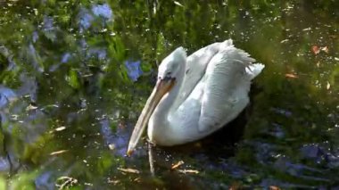 Pelikan denizinde yüzerim