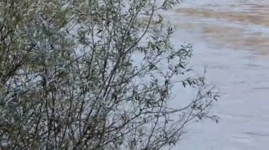 ağaçların üzerinden su kış Floransa