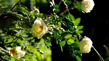 Çiçek Bahçe, günbatımı ışığı ile gül bush