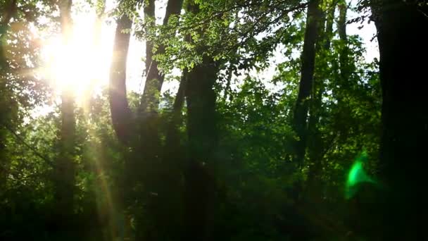 Lente bos in zonsondergang en populier zaad bosjes — Stockvideo