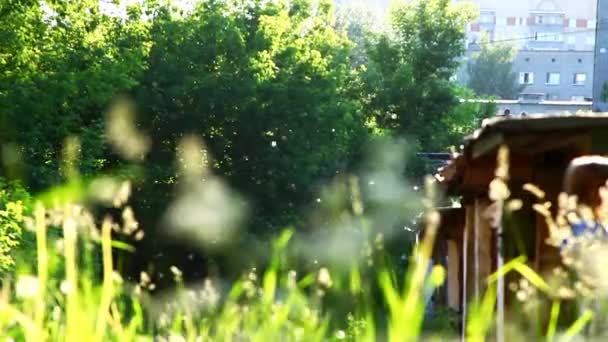 Touffes de graines de peuplier et herbe sur la cour arrière 
