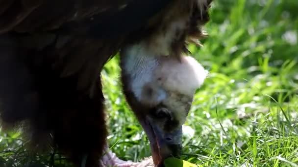 Black vulture eat meat — Stock Video