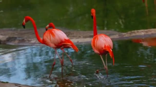 Flamingo promenad i vatten — Stockvideo