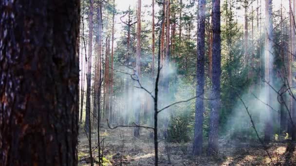 Humo del fuego en el bosque de primavera al atardecer — Vídeo de stock