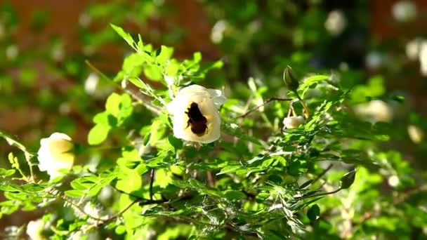 Bumblebee em flor de rosa no arbusto ao pôr do sol — Vídeo de Stock
