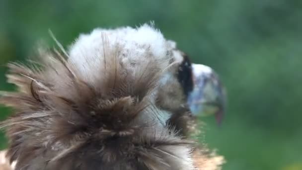 Black vulture head close up — Stock Video