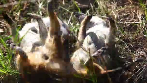 suricates dans la nature 