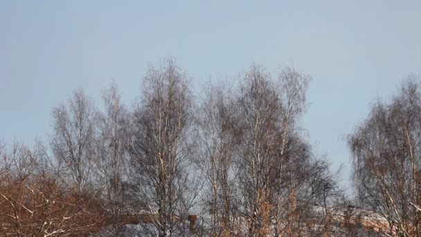 Panorera från vinter träd till lekplats på solig morgon — Stockvideo