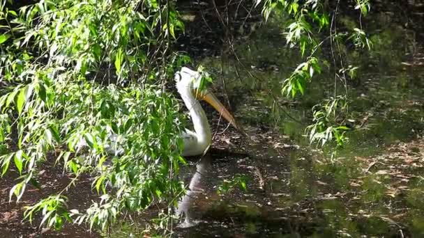 Pelikaan zwemmen in lake — Stockvideo