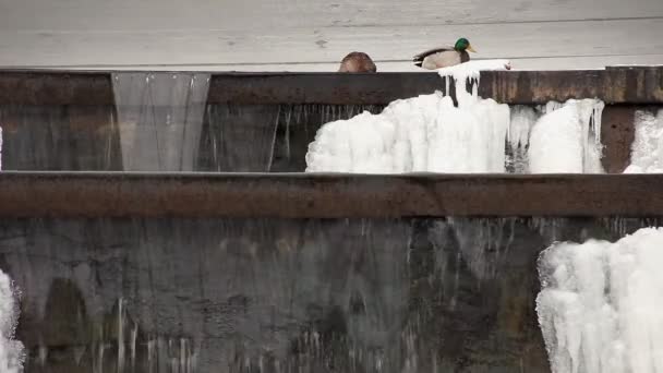 Enten fliegen zwischen den Ebenen des Winterwasserfalls — Stockvideo