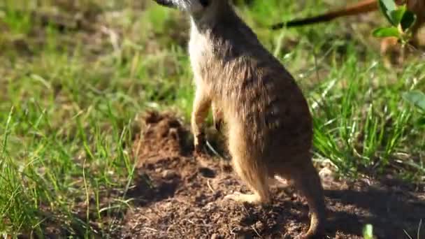 Meerkats i naturen — Stockvideo