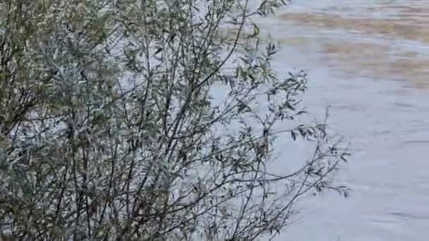 Árvores sobre a água no inverno Florença — Vídeo de Stock