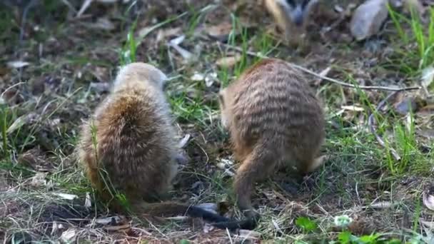 Erdmännchen in der Natur — Stockvideo