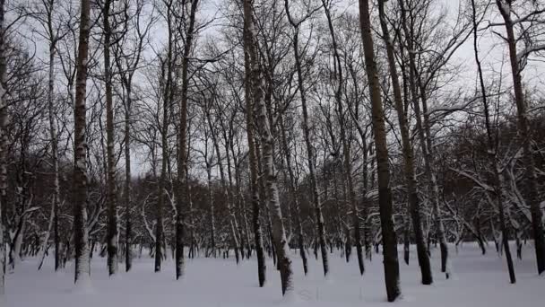 Panorama vertical en el parque de invierno — Vídeos de Stock